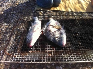 島のBBQは獲れたばかりの新鮮な魚☆