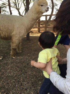 ものすごーい近くでアルパカが見られるし、