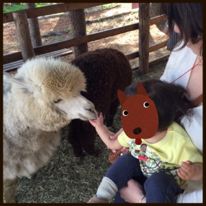 触れるし、えさもあげられるし！