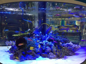 美ら海水族館からは本物の水槽がやってきてました。束の間の癒しを堪能。