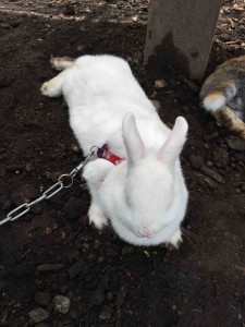 うちの娘の相棒は真っ白なうさぎの「おもち」ちゃん