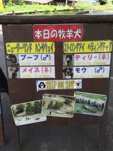 その日登場する牧羊犬の紹介も