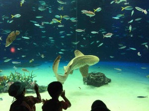 巨大水槽にはいつもちびっこたちが張り付いてます（笑）