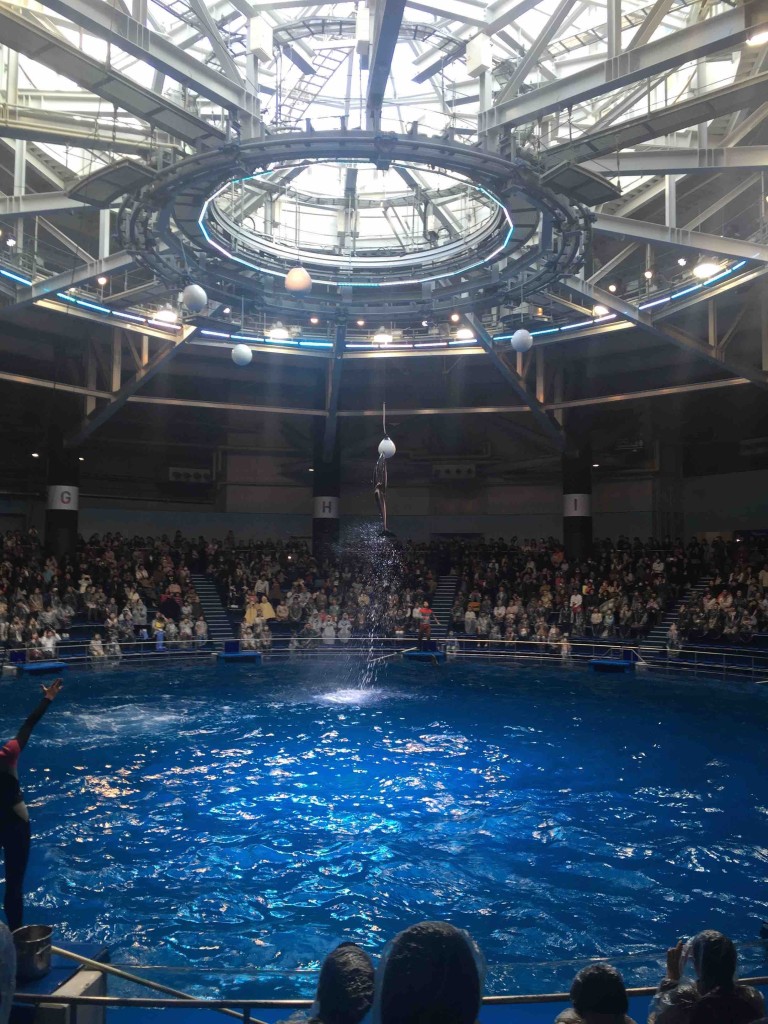 イルカの驚異の跳躍力！！