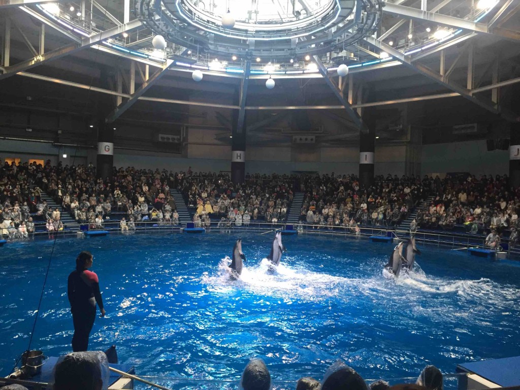 いちばんのハイライトはイルカのショー