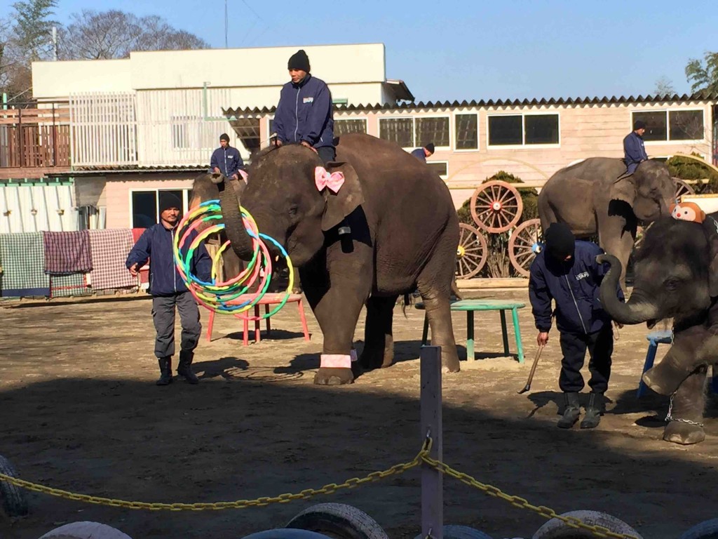 １日２回行われるゾウさんのショー