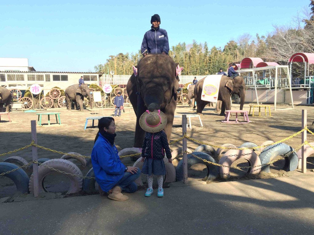 ゾウたちが帽子をかぶせてくれたり、参加型もあり！