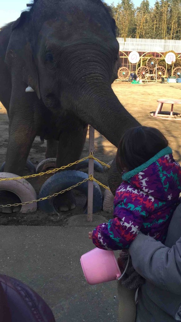 鼻を上手に使って、次から次へとみんなのエサをあっという間に食べてしまいます！