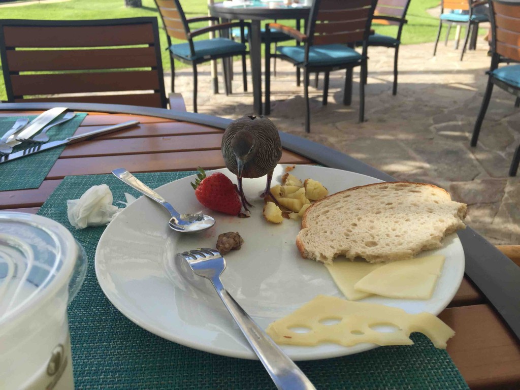 ただし、気をつけないとすぐ鳥に狙われる（苦笑）