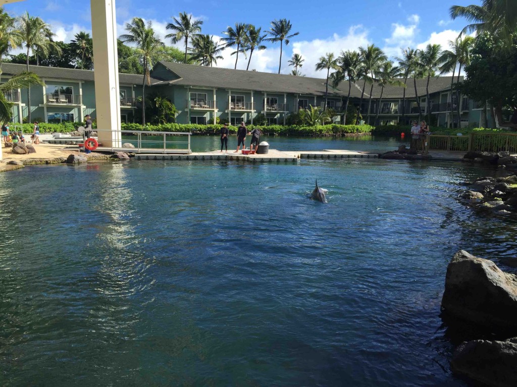 ホテル内には大きなラグーン。中ではイルカが６頭飼育されています。