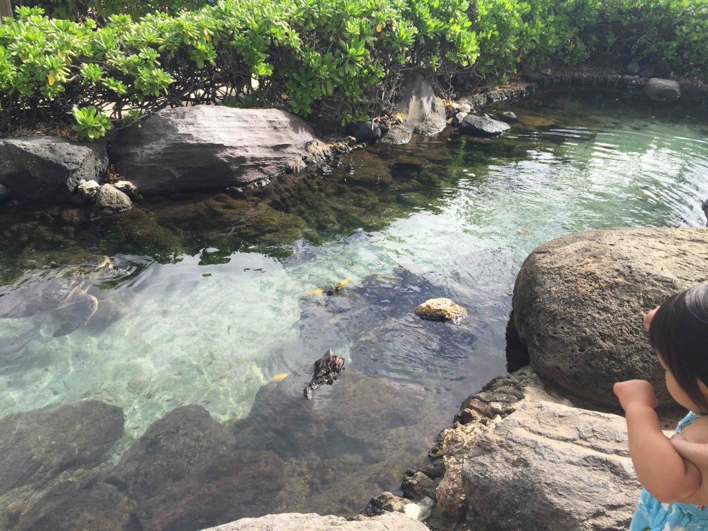 ウミガメも２匹。「カメー」と呼ぶと、手をひらひら〜と振ってくれる気が！？（間違いなく気のせい）
