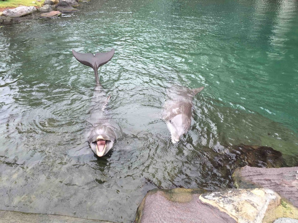 毎日こんな間近で、こんな笑顔で寄ってこられたら、癒されないわけがない！