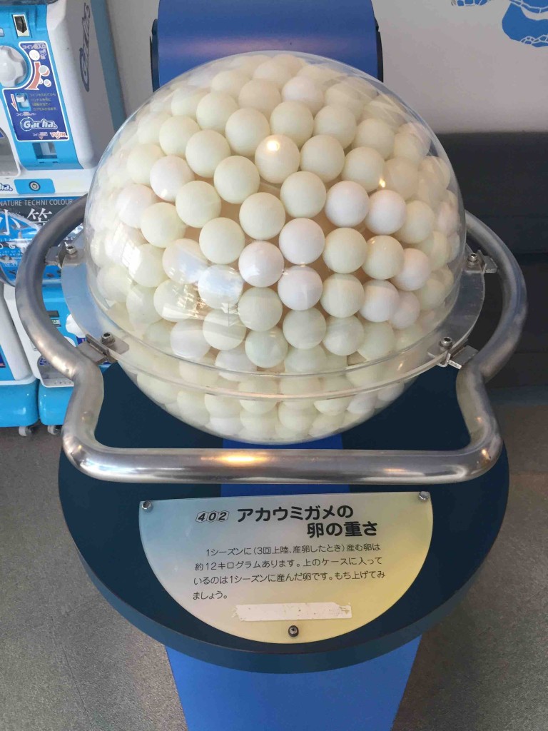 ウミガメの卵のリアルな大きさや量も一目でわかる。小学生とかが見学にくるのがいいんだろうな、と漠然と思う。