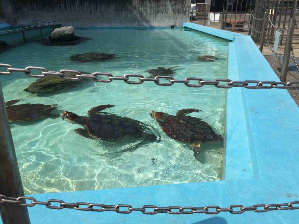 大人のウミガメたちは、中の水槽では小さすぎて飼育できないため、屋外のプールで。イベントの「エサやり」の時以外にも、１００円で購入した大きい金魚のエサ的なものをあげることができます。