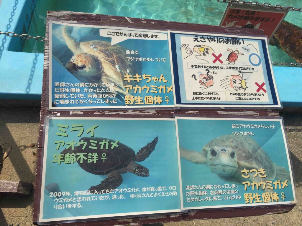 プール内にいるウミガメは写真付きで全部紹介してくれていますが、なかなか一致させるのは難しい。