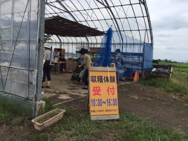 誰でも行けば、その場で受付して収穫体験ができます