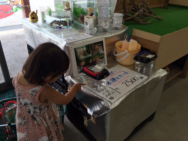 なぜか物産館内でウーパールーパー販売中！なんで？？しかも一式セットで２５００円とお手ごろ。