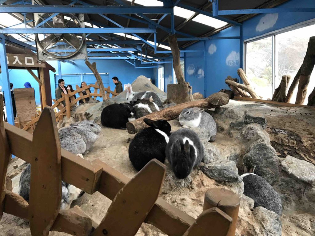 うさぎ山にはものすごい数のうさぎがいます。運が良ければ足元まで降りてきてくれるので、いっぱい撫でられます。