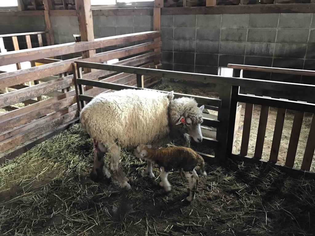 生後１時間の羊の赤ちゃん。まだへその緒がついています。お母さんもまだ羊水や胎盤の袋がぶら下がったまま！