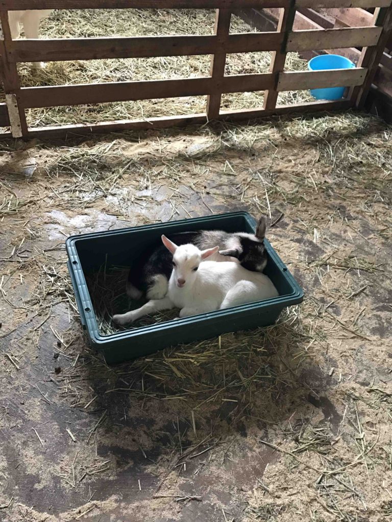 えさ箱に入っている赤ちゃんたち。飼育係のお兄さんが萌えまくって教えてくれました（笑）
